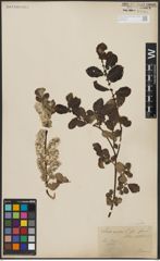 Foto von Salix aurita L.